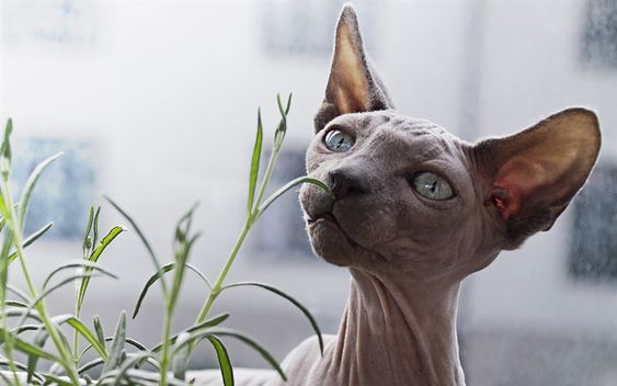 十种罕见的猫咪,常见的猫咪都有哪些品种