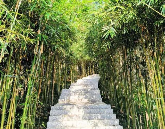 深圳花海公园推荐景点有哪些,深圳花海公园地址在哪里