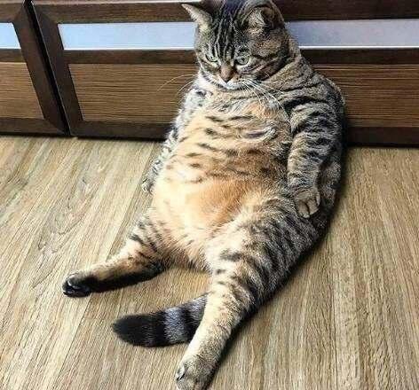 猫咪课堂：关于猫咪“膀胱炎”，看这一篇就够了