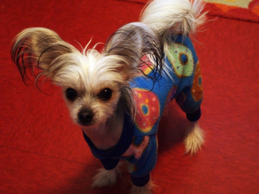 适合老年人养的狗排行榜,适合老人养的狗好养活的品种