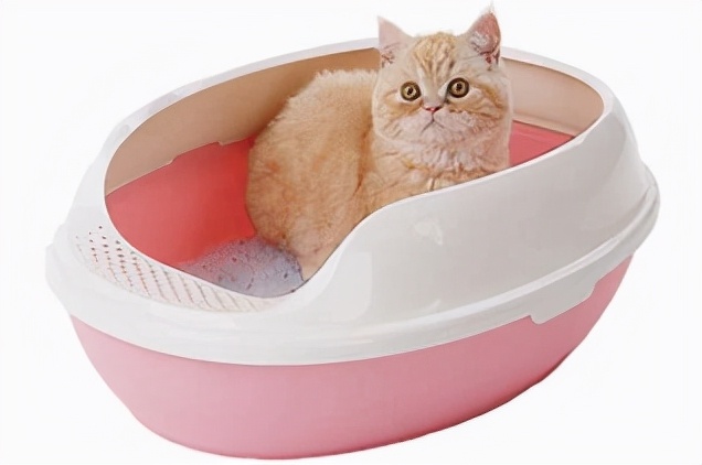寄生虫感染猫咪,猫咪寄生虫感染了会怎样