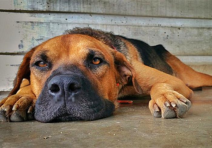 犬瘟和犬副流感的区别,小狗犬瘟热有什么表现怎么治
