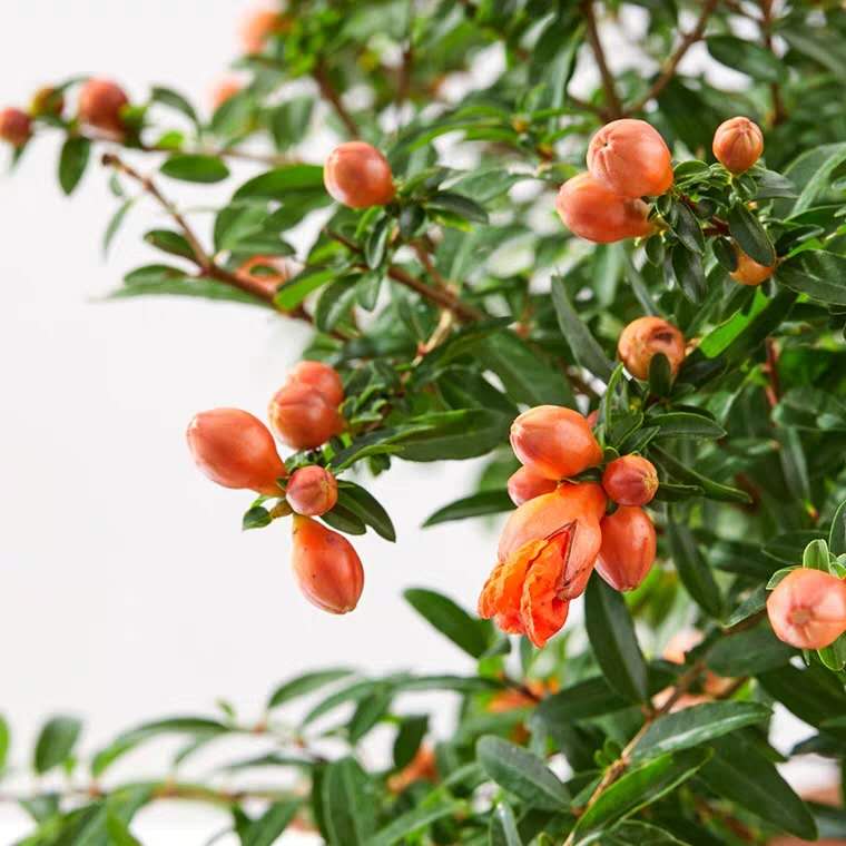 花卉容易出现的病虫害,花卉常见的病虫害