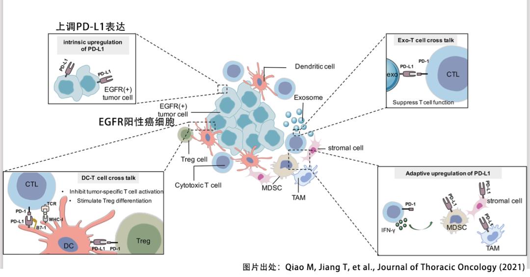 EGFR突变的肺癌，靶向治疗后能用免疫治疗吗？