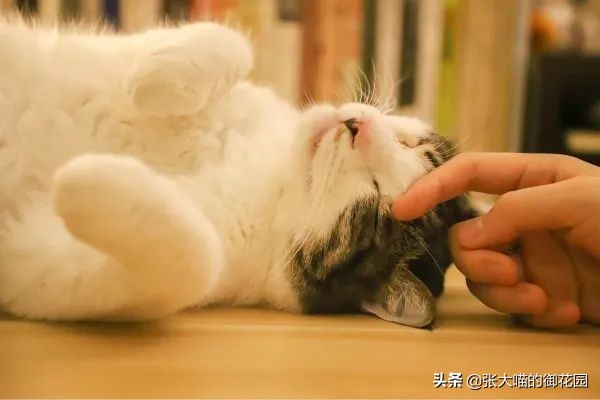 为什么猫咪的胡子和眉毛不可以剪,为什么猫咪的胡子不能剪