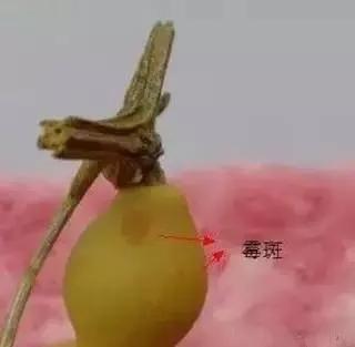 手串发霉不用扔，只要这样处理一下