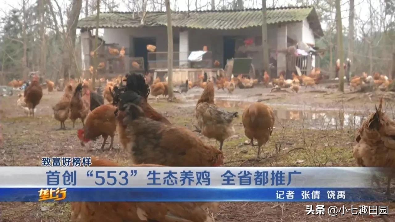 树林养鸡一年可以挣多少钱,70亩树林养鸡利润