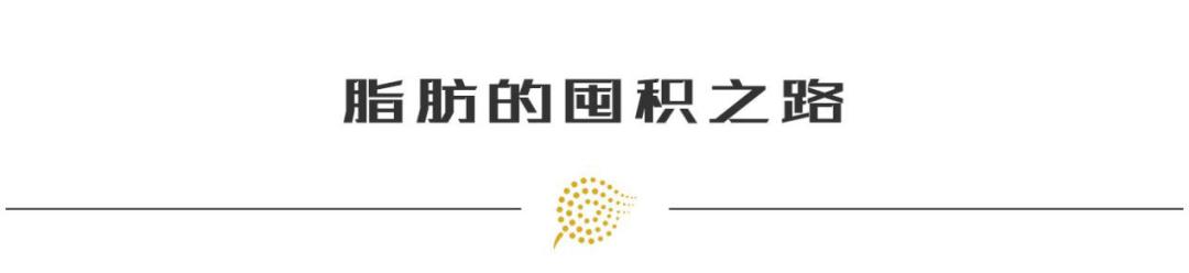 人到中年为什么发福变胖怎样预防,中年发福上半身肥胖