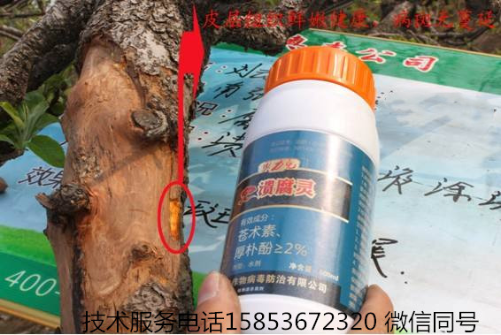 苹果树树干有粘液是什么病,苹果树树干里生虫怎样治疗