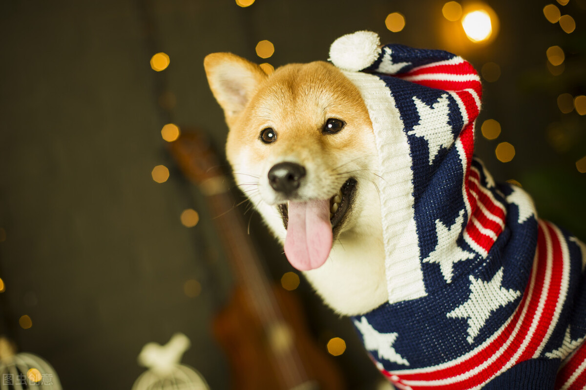 为什么不能养日本柴犬呢,柴犬有什么优点怎么那么呆萌可爱