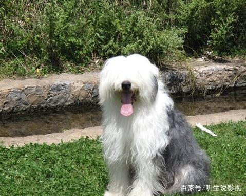 双鱼座狗狗脾气特点,狗狗脾气特点分析