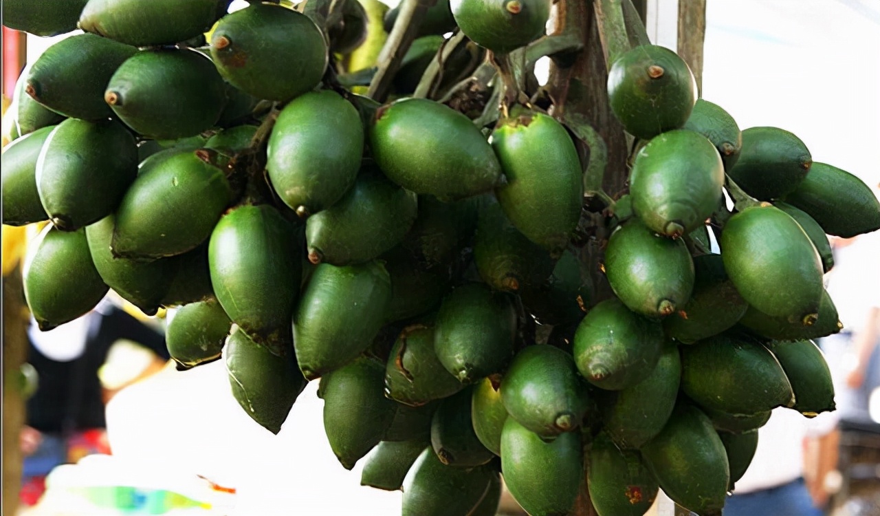 槟榔为什么很多人喜欢吃,槟榔价格最新行情今日还会起价吗