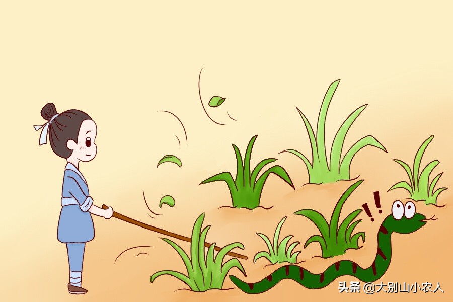 真•全村吃饭蛇：脾气温顺但毒素却能深入骨髓，就是被咬后要睡觉