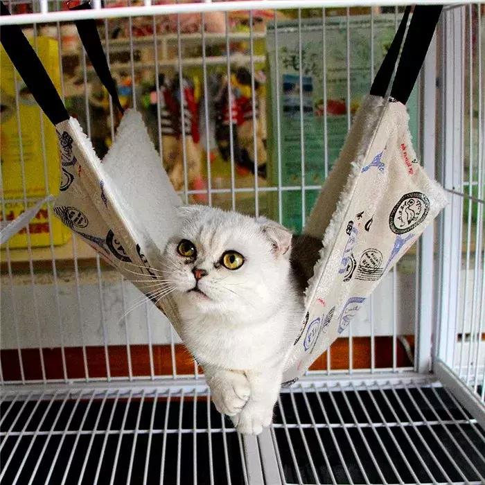 如何科学饲养猫咪铲屎官必看,这5大养猫禁忌很多铲屎官都犯过