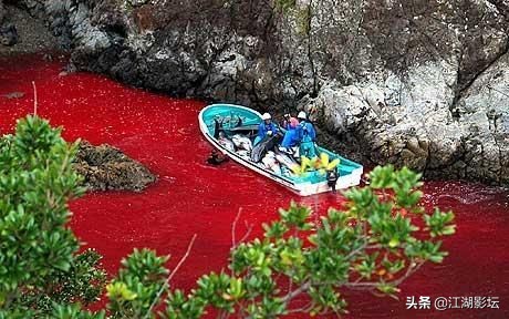 最震撼的海豚湾纪录片,海豚湾纪录片免费完整版在线