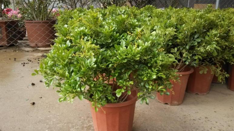 注意这4点养好茉莉花没毛病,夏季米兰开花后修剪方法
