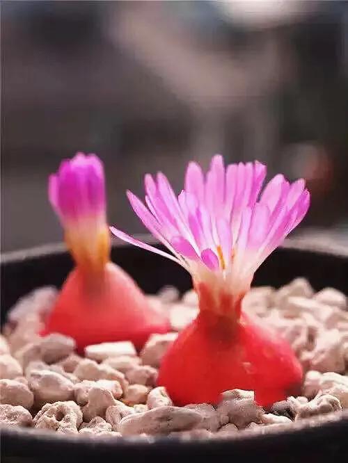 多肉生石花好看视频,多肉生石花开图