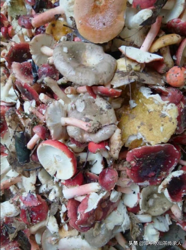 漳平南洋镇野生红菇,福建龙岩漳平水仙茶