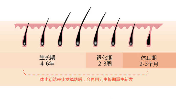 脱发的话怎么查明原因,脱发的话怎么样才算秃