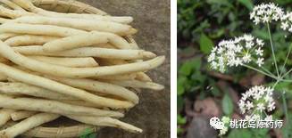 中药饮片过江龙别名,常见中药名称形状