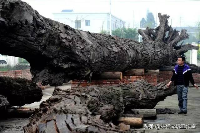 乌木根雕有收藏价值吗,简单介绍一下乌木及其收藏价值