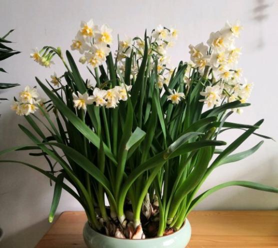 水培水仙花后土培不会再复花了吗,养水仙花怎样施肥