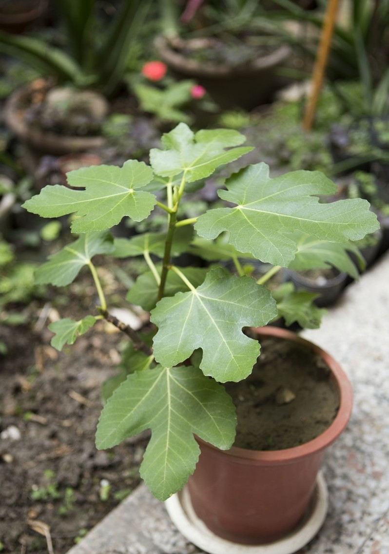 无花果的种植技术和栽培管理,无花果盆栽种植结果多的方法