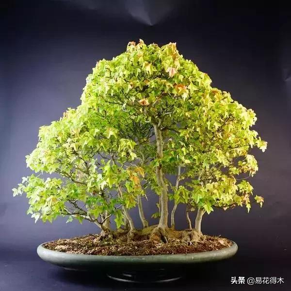 唐枫和红枫有什么区别,日本红枫和黄金枫区别