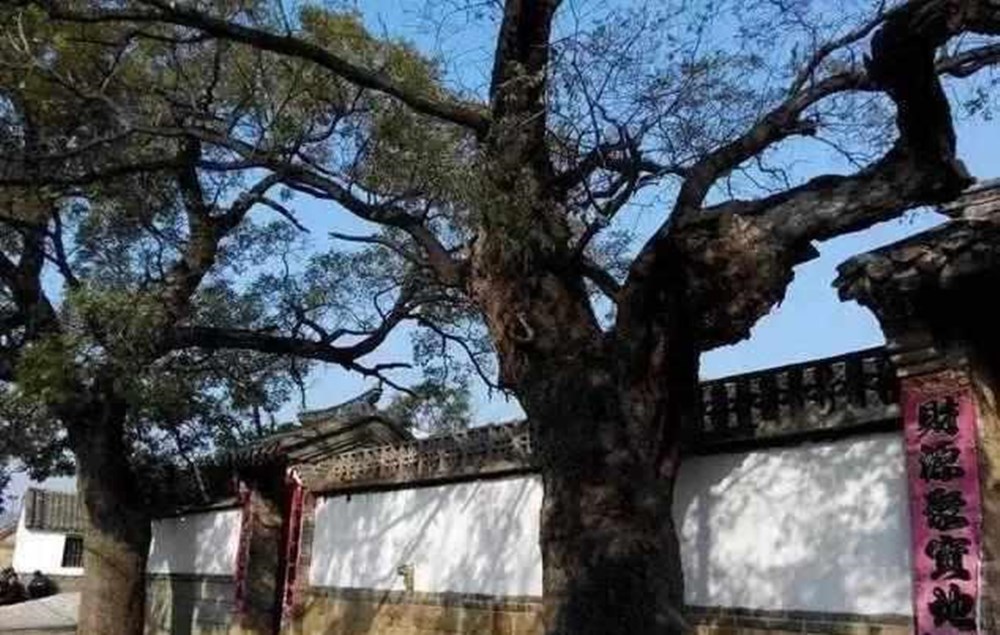 紫河车胎盘能吃吗,紫河车与猪胎盘有什么不一样