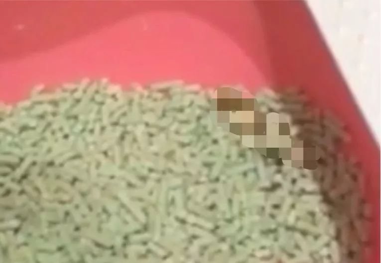 如何纠正猫咪的尿床举止,怎么彻底解决猫咪尿床