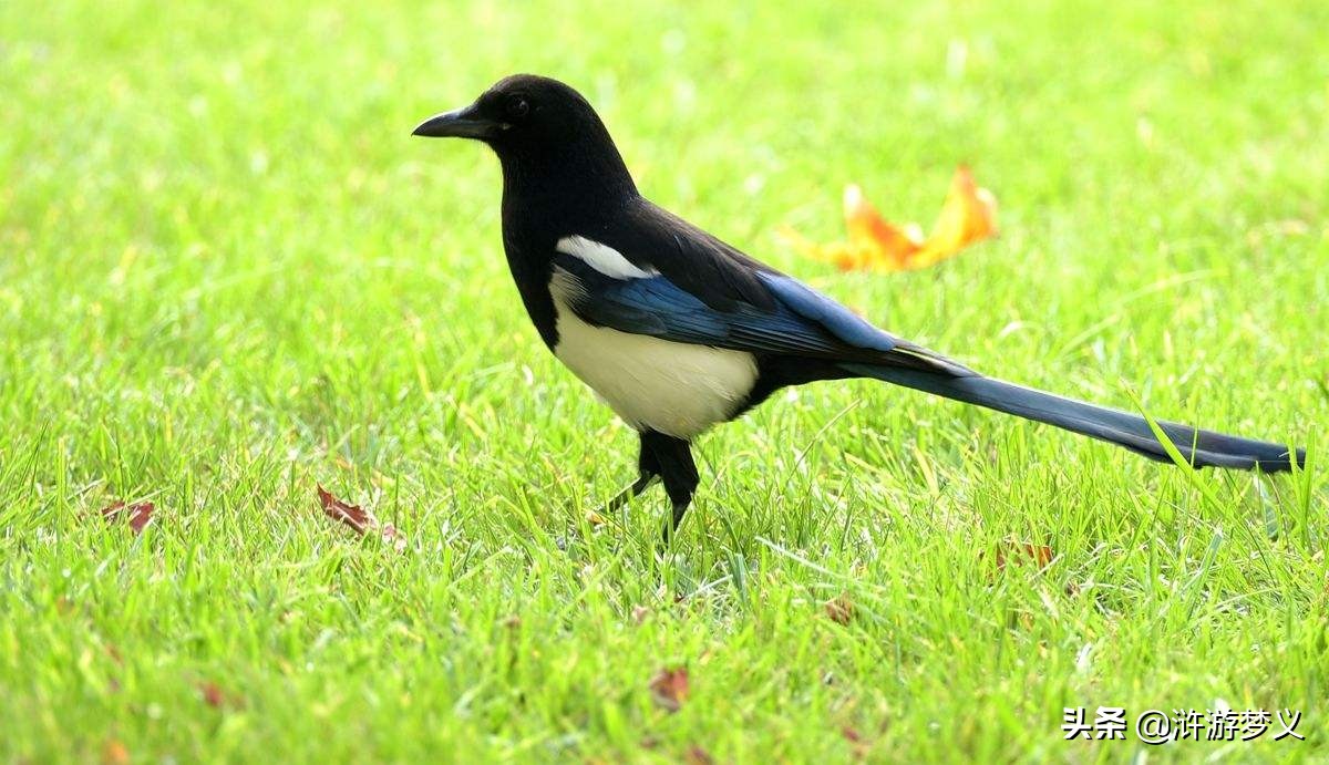 常见但是说不出名字的动物,六种不常见的鸟