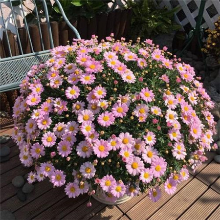 认识的100种花,室内五种好看的花卉