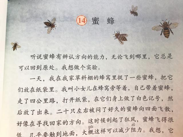 三年语文《花钟》《蜜蜂》《小虾》，资深教师备课重点，建议收藏
