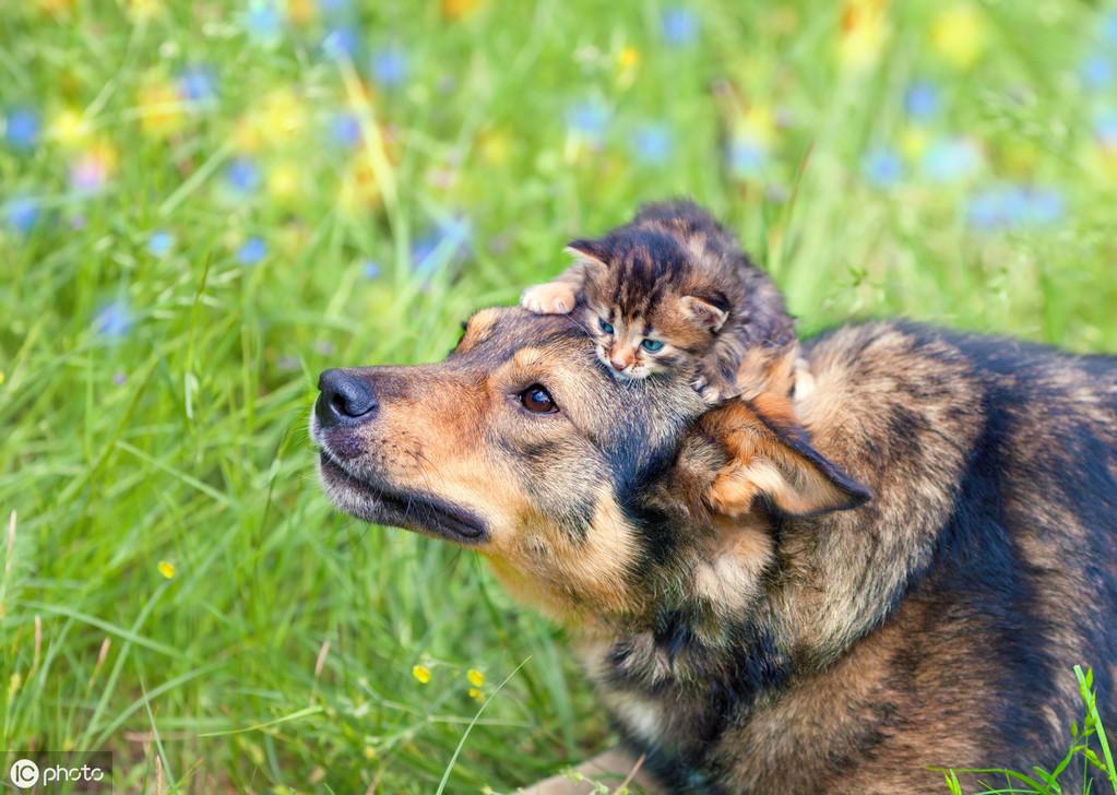 人生赢家就是猫狗双全,养狗和猫怎么让猫狗和平相处