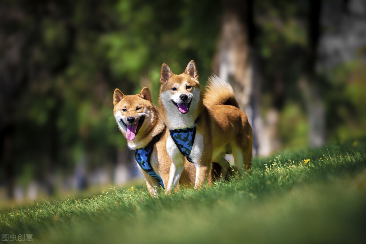 为什么不能养日本柴犬呢,柴犬有什么优点怎么那么呆萌可爱