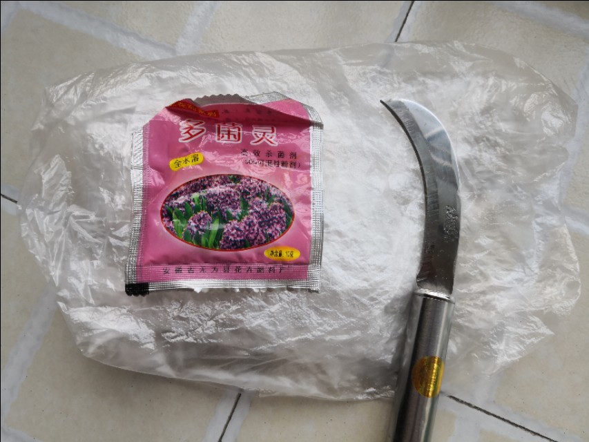 龙须树一头变多头怎样修剪,龙须树单头的好还是多头的好