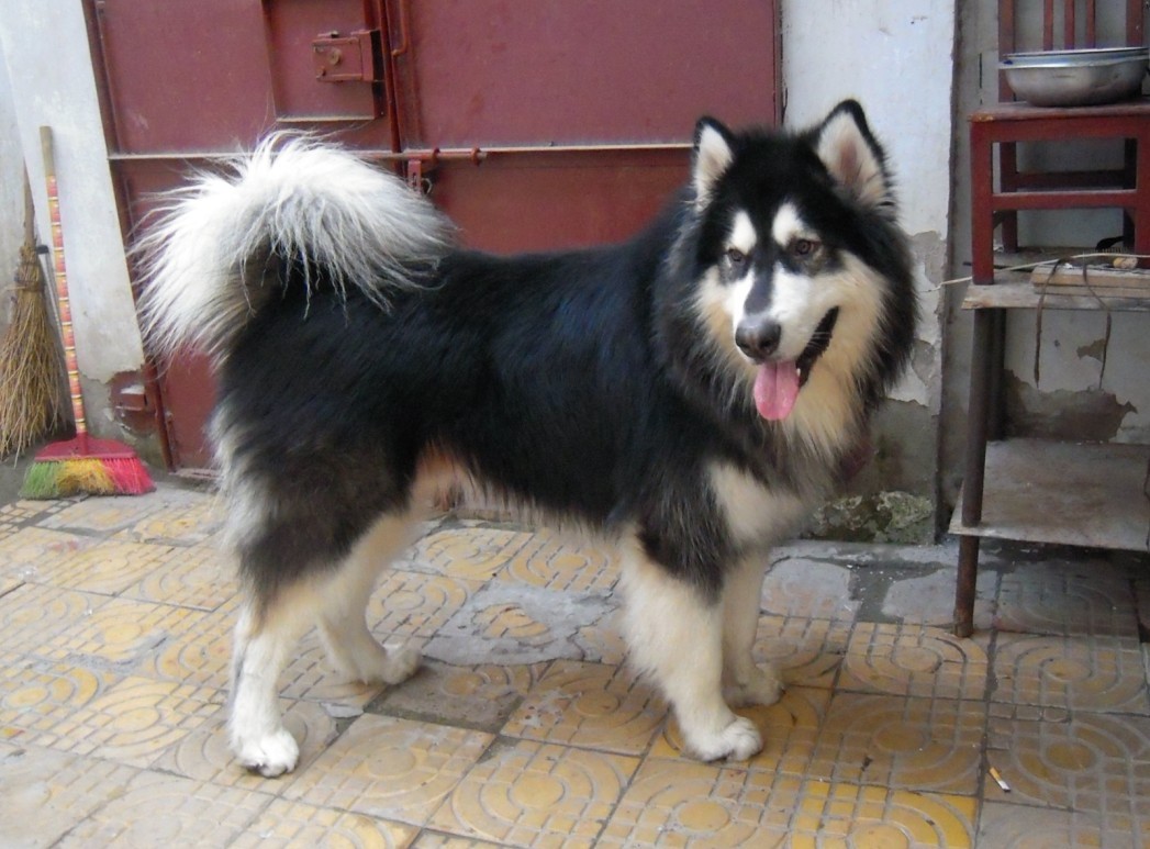 阿拉斯加犬身上有虫子该怎么办,阿拉斯加体内寄生虫怎么驱除