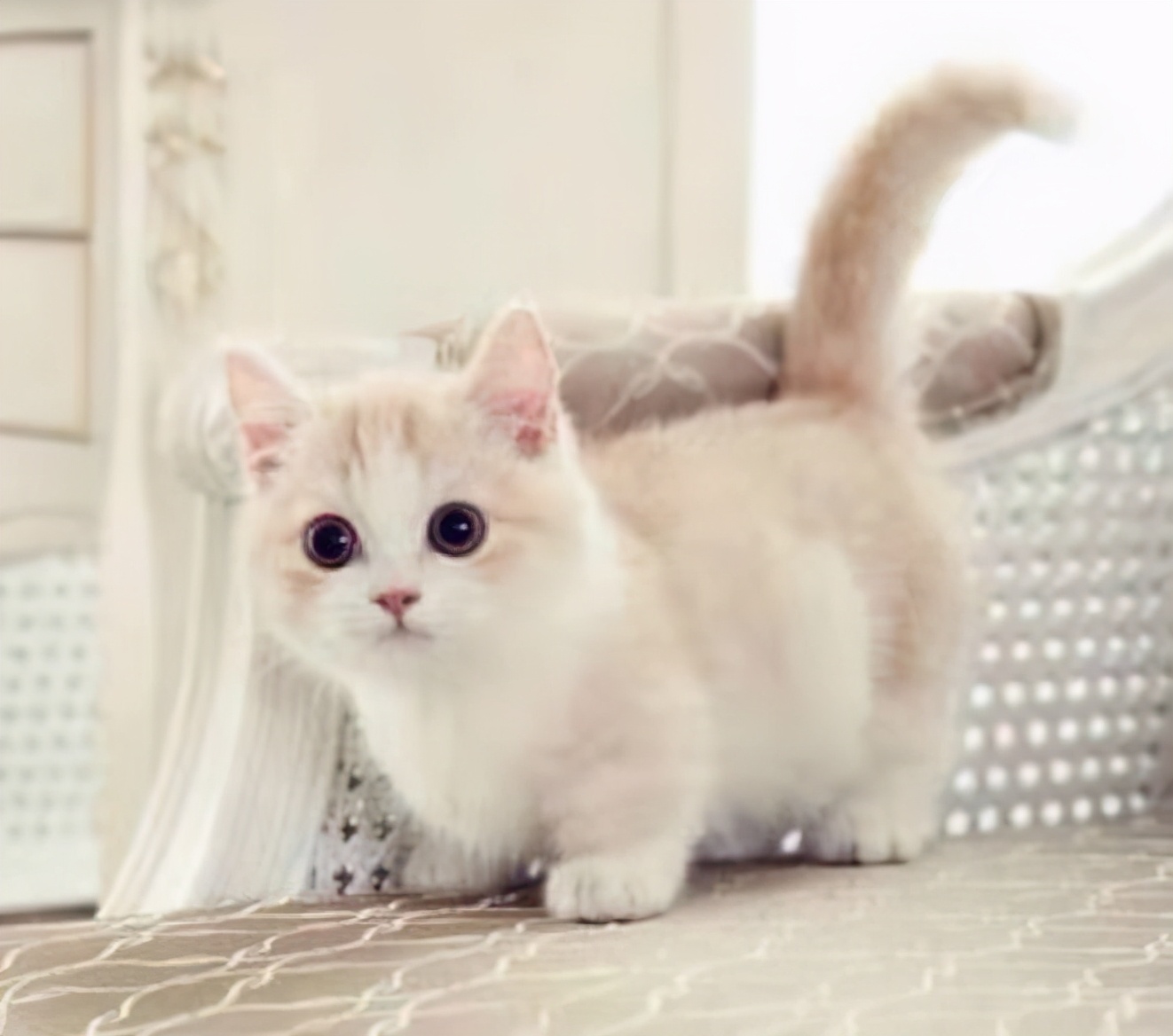猫舍租猫多少钱一天,猫咖卖猫靠谱吗