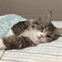 猫咪睡觉的时候发抖打颤怎么回事,猫咪睡觉频繁发抖打颤是怎么回事