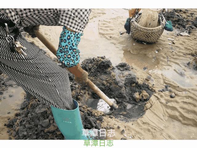 湛江什么岛能买海鲜,7月份的湛江海边有什么海鲜