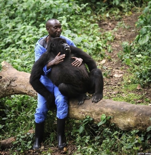 已死亡的著名大猩猩,年龄最大的大猩猩去世