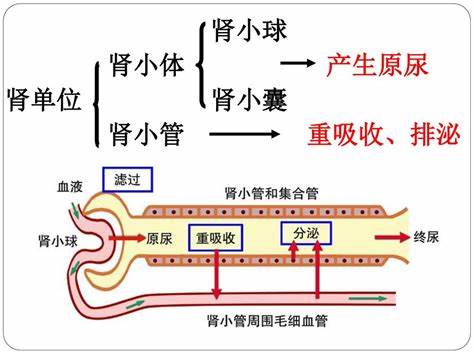 补钙每天需要补充多少维生素d,骨质疏松补钙还可以恢复吗