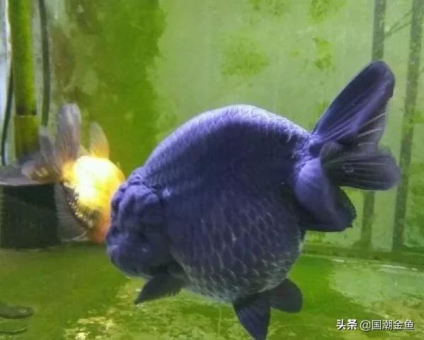 鱼缸多少鱼可以旺财运,养鱼是否旺财运和运气