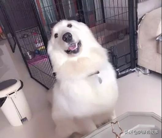 委屈！萨摩耶的混血，是一点没混出萨摩耶的美貌