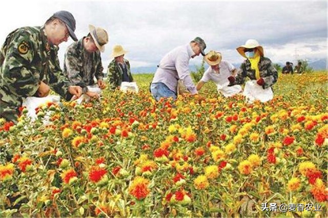 红花的种植方法与注意事项,红花种植方法及注意事项