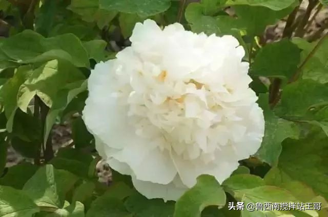 牡丹十大品种九大花系,牡丹进口品种图片及名称