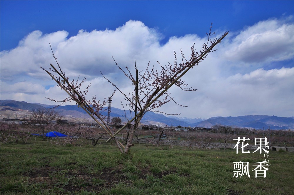怎样才能让果树结上优质果,如何制造果子