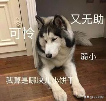 当你不想养狗的时候要怎么办呢,没有足够的心理准备不要养狗