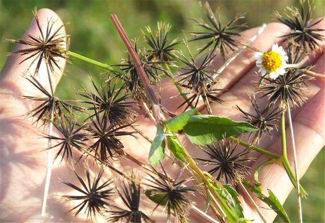 3种植物很“黏人”，一旦被粘住，半天弄不完