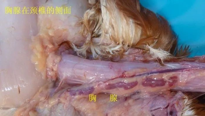 家禽常见疾病及检测方法书籍,家禽养殖疾病诊断